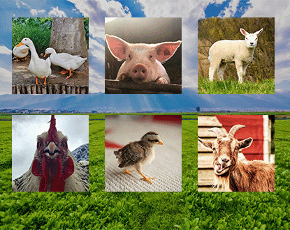 online memory: Tiere auf dem Bauernhof