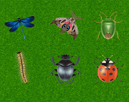 Memory Spiel Insekten